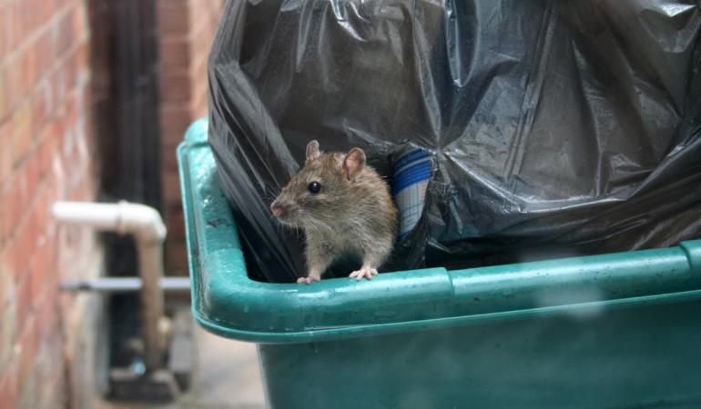 Rat in afvalcontainer