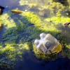 Water vervuild met alg en plastic